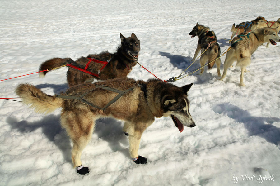dog-sledding-2