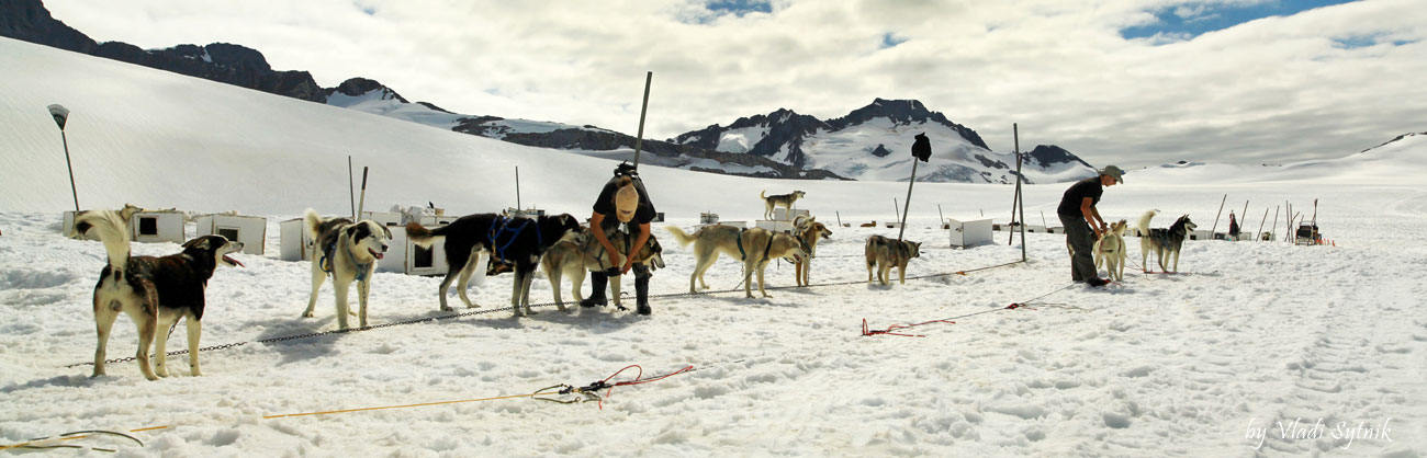 dog-sledding