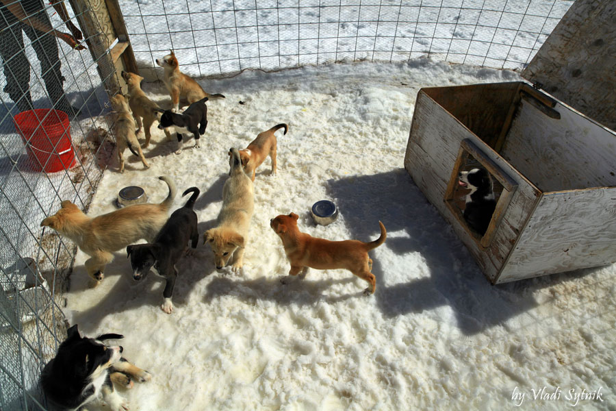dog-view-husky-puppies-pen