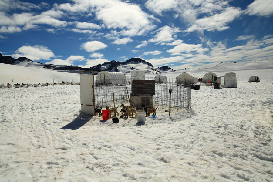 dog-view-husky-puppy-love-pen