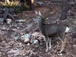 grand-canyon-winter-(03)