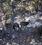 grand-canyon-winter-(04)