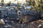 grand-canyon-winter-(06)
