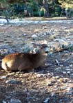 grand-canyon-winter-(07)