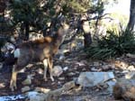 grand-canyon-winter-(10)
