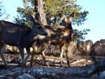 grand-canyon-winter-(13)