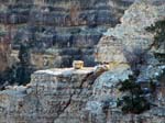 grand-canyon-winter-(30)