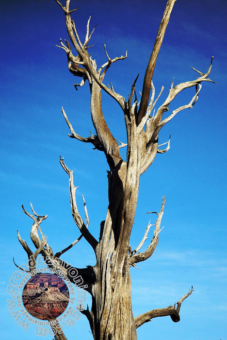 Grand-Canyon-Arizona