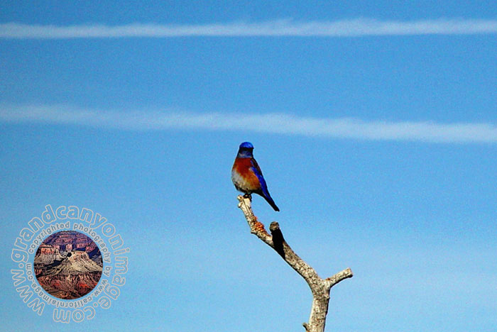 Grand-Canyon-Arizona