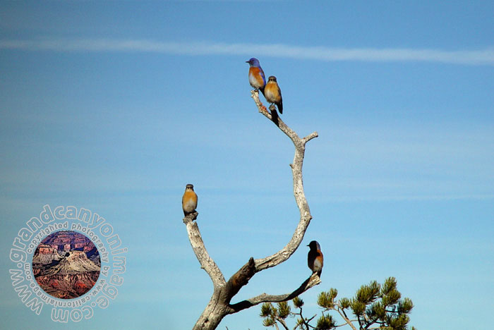 Grand-Canyon-Arizona