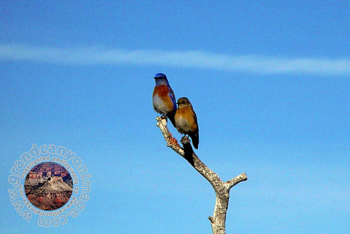 Grand-Canyon-Arizona
