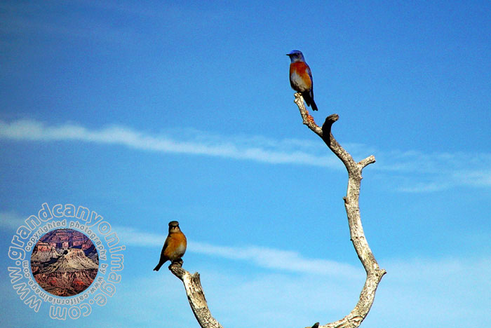 Grand-Canyon-Arizona