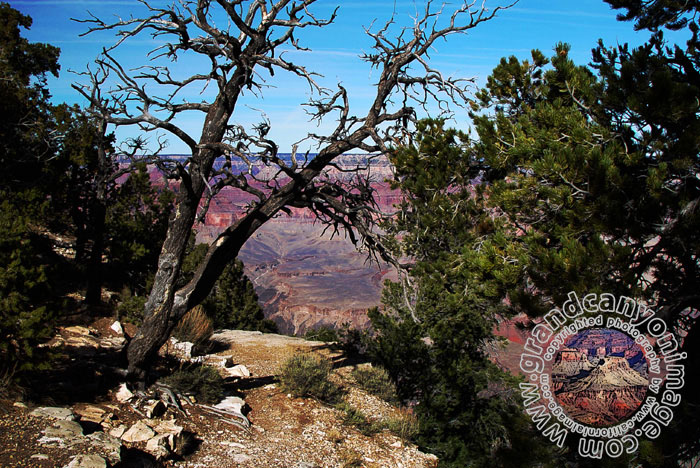Grand-Canyon-Arizona