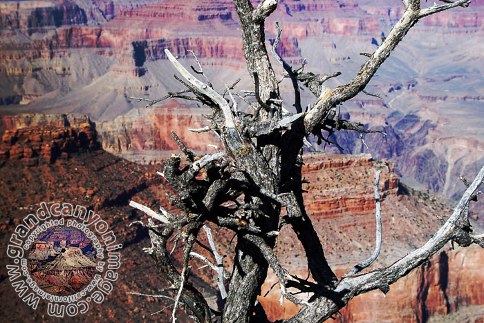Grand-Canyon-Arizona