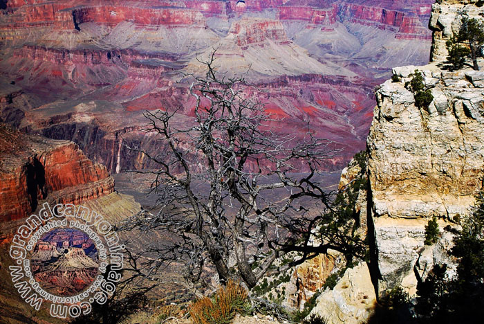 Grand-Canyon-Arizona
