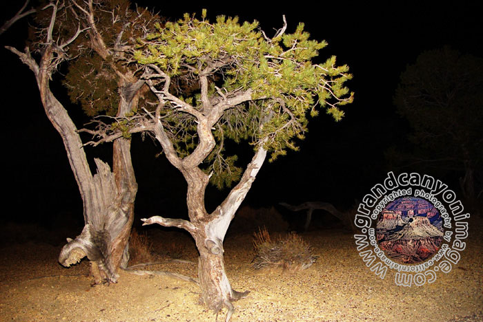 Grand-Canyon-Arizona