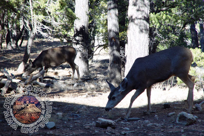Grand-Canyon-Arizona