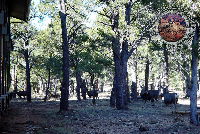 Grand-Canyon-Arizona