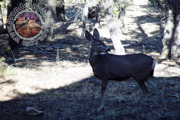 Grand-Canyon-Arizona