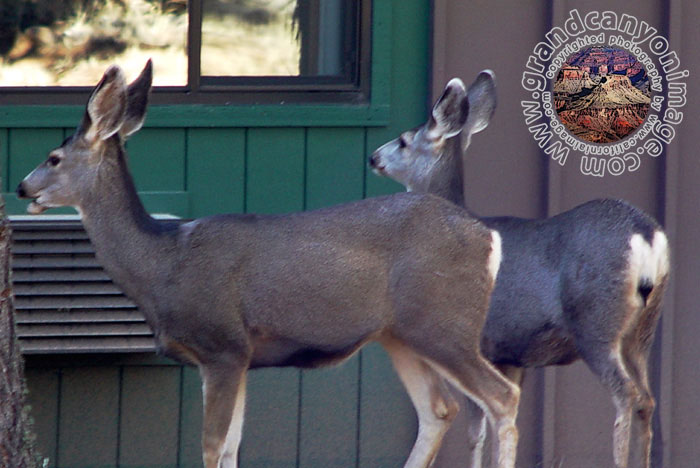 Grand-Canyon-Arizona