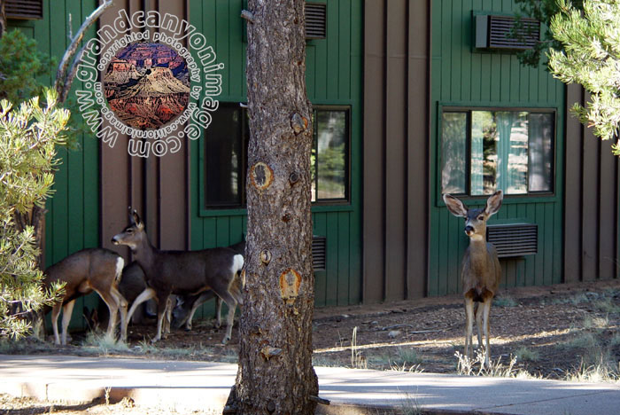 Grand-Canyon-Arizona