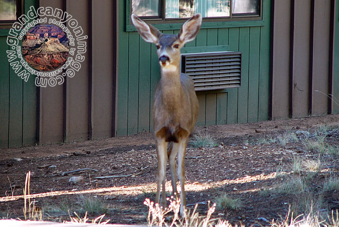 Grand-Canyon-Arizona