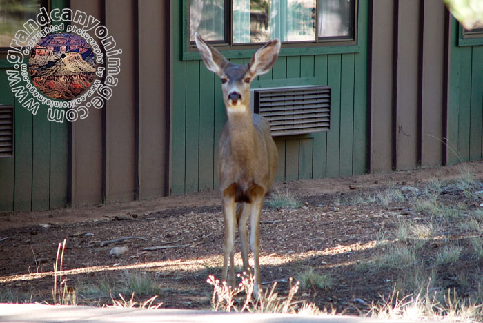 Grand-Canyon-Arizona