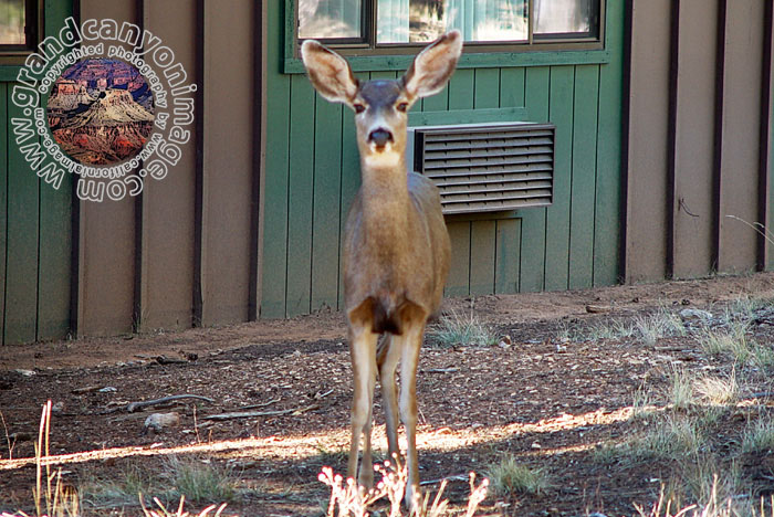Grand-Canyon-Arizona