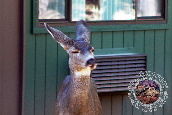 Grand-Canyon-Arizona