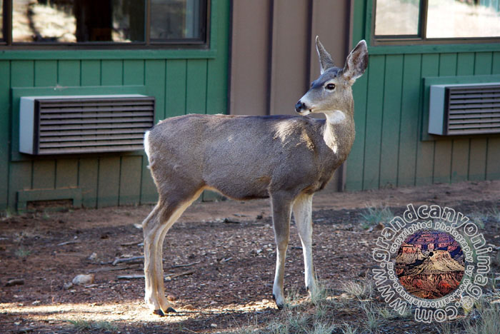 Grand-Canyon-Arizona