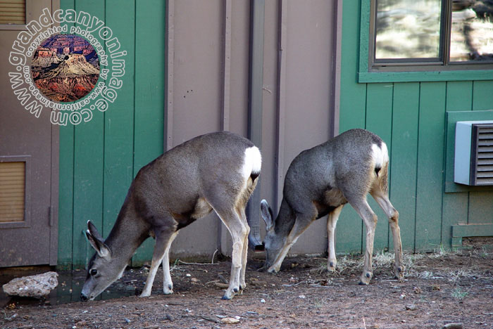 Grand-Canyon-Arizona