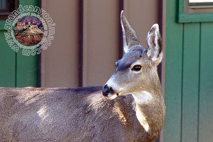 Grand-Canyon-Arizona