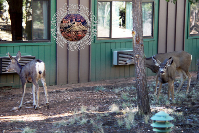 Grand-Canyon-Arizona
