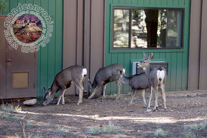 Grand-Canyon-Arizona