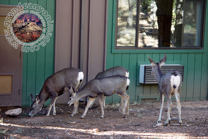 Grand-Canyon-Arizona