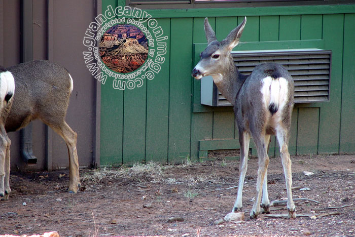 Grand-Canyon-Arizona