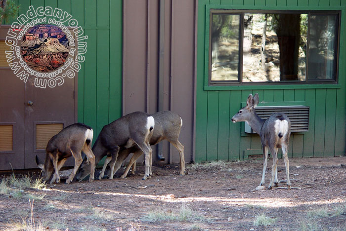Grand-Canyon-Arizona