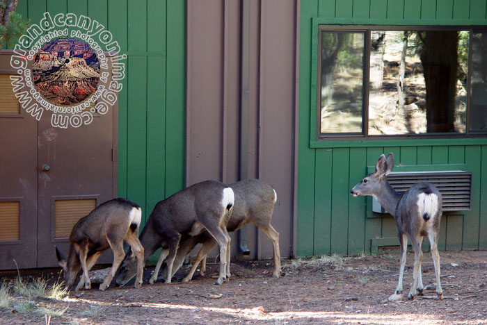 Grand-Canyon-Arizona