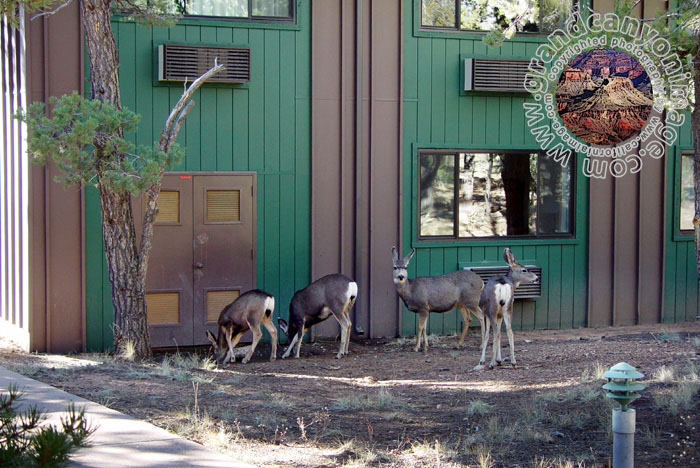Grand-Canyon-Arizona