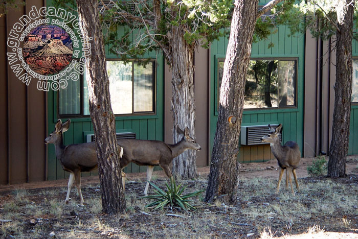 Grand-Canyon-Arizona