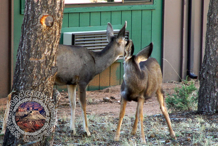 Grand-Canyon-Arizona