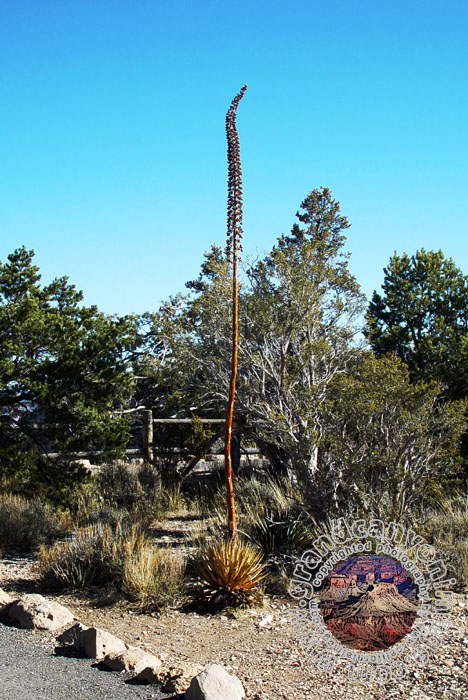 Grand-Canyon-Arizona