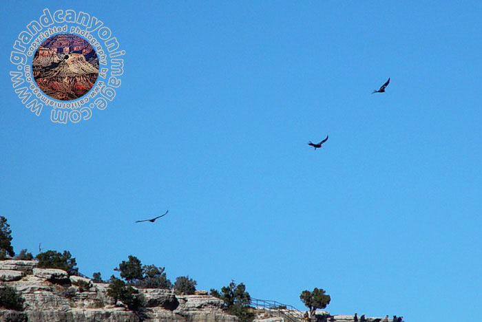 Grand-Canyon-Arizona