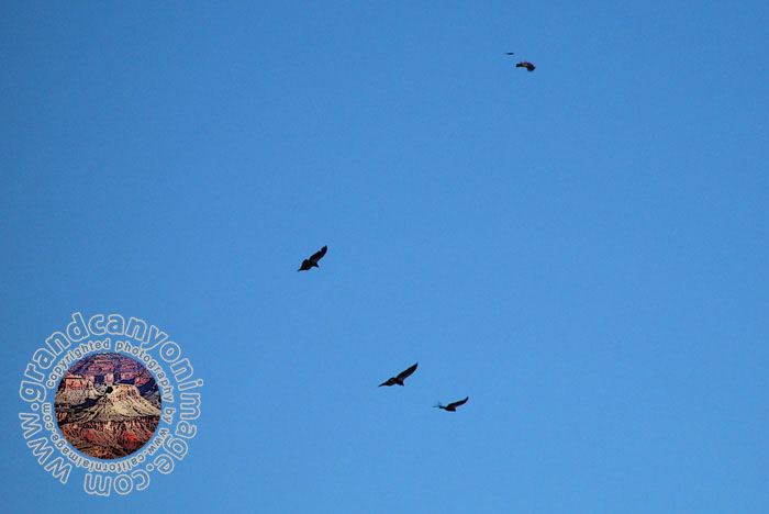 Grand-Canyon-Arizona