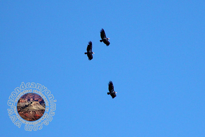 Grand-Canyon-Arizona