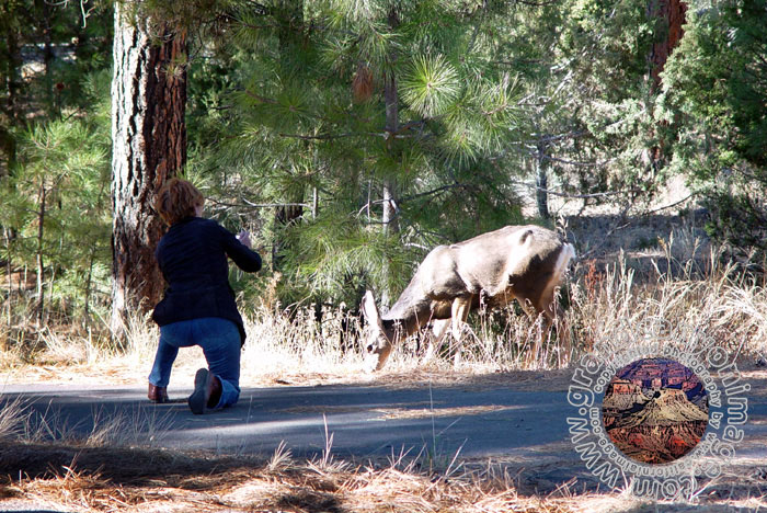 Grand-Canyon-Arizona