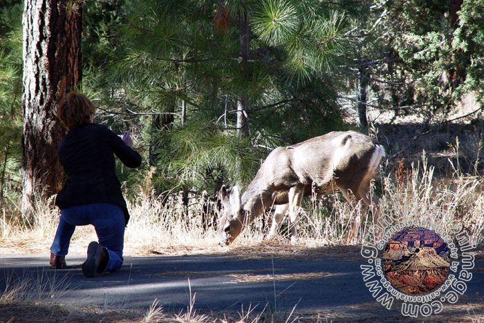 Grand-Canyon-Arizona