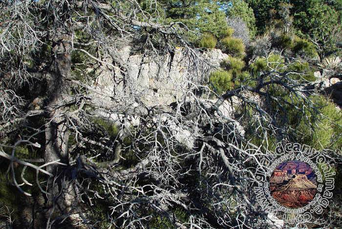 Grand-Canyon-Arizona