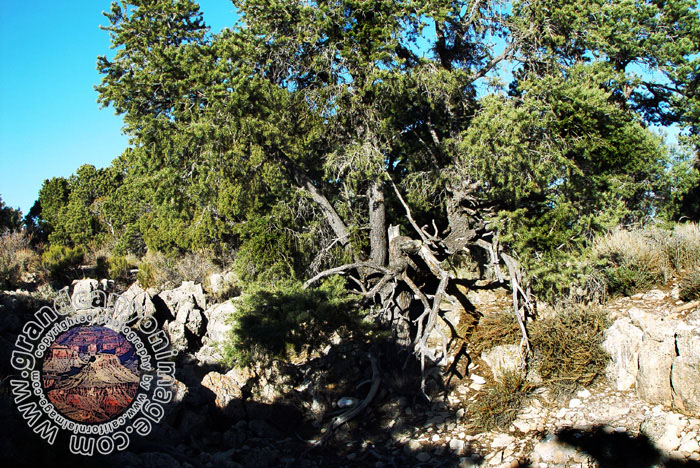 Grand-Canyon-Arizona