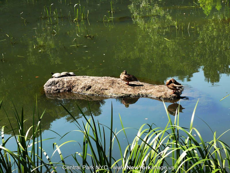 New-York-Central-Park-NYC-5